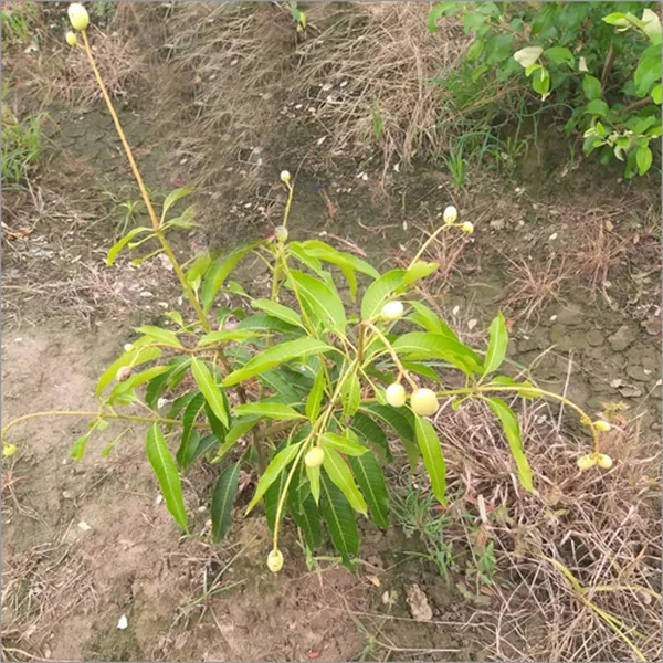 Himsagar_All_Time_Mango_Aam_Grafted_Fruit_Plant