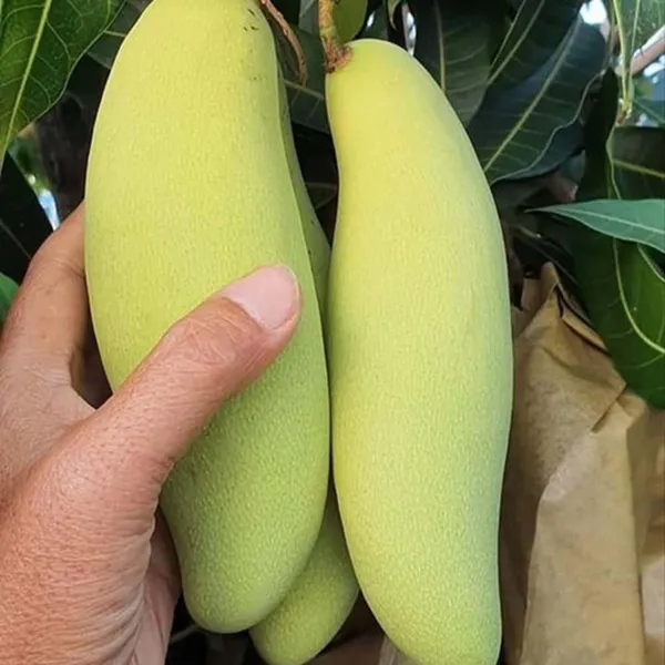 Banana_Mango_Aam_Grafted_Fruit_Plant