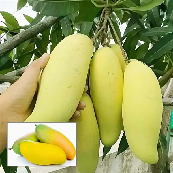 Banana_Mango_Aam_Grafted_Fruit_Plant