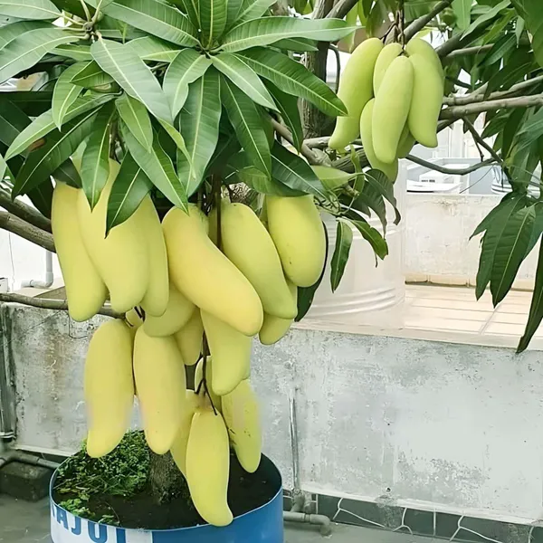 Banana_Mango_Aam_Grafted_Fruit_Plant