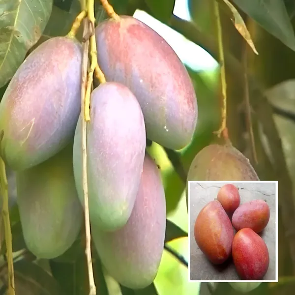 Bari_13_Mango_Aam_Grafted_Fruit_Plant