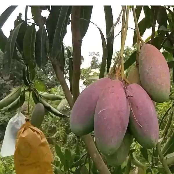 Bari_13_Mango_Aam_Grafted_Fruit_Plant