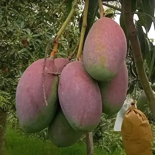 Bari_13_Mango_Aam_Grafted_Fruit_Plant