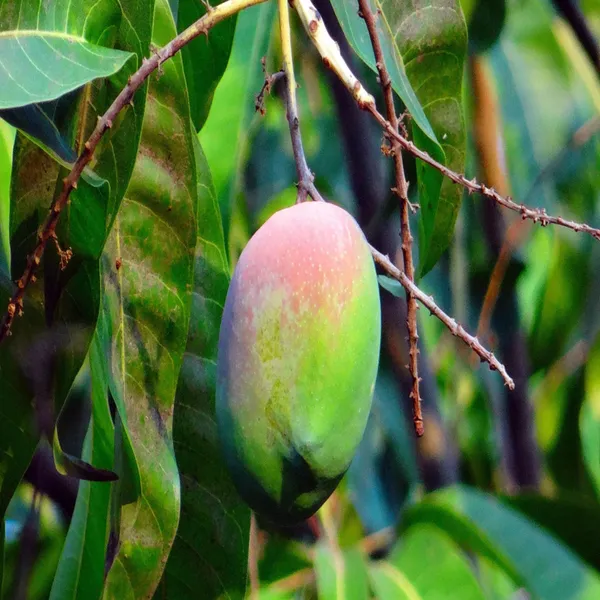 Nelam_Mango_Aam_Grafted_Fruit_Plant