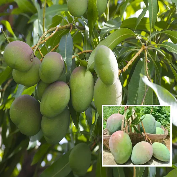 Nelam_Mango_Aam_Grafted_Fruit_Plant