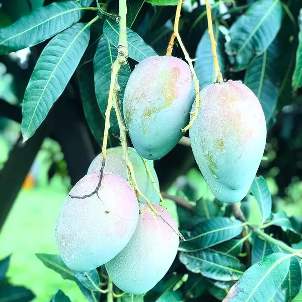Nelam_Mango_Aam_Grafted_Fruit_Plant