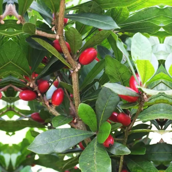 Miracle_Fruit_Layering_Grafted_Fruit_Plant