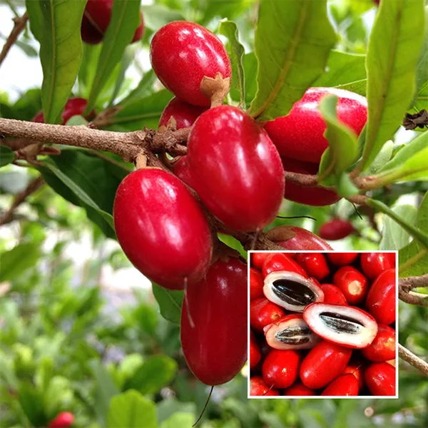 Miracle_Fruit_Layering_Grafted_Fruit_Plant