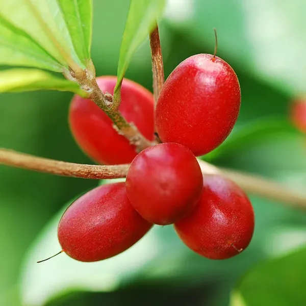 Miracle_Fruit_Layering_Grafted_Fruit_Plant