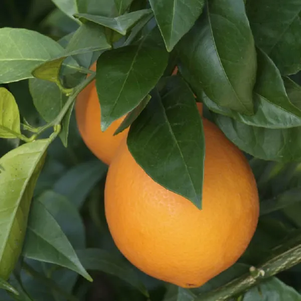 Washington_Navel_Orange_Santra_Grafted_Fruit_Plant