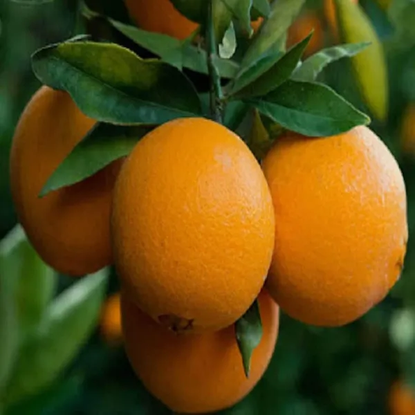 Washington_Navel_Orange_Santra_Grafted_Fruit_Plant