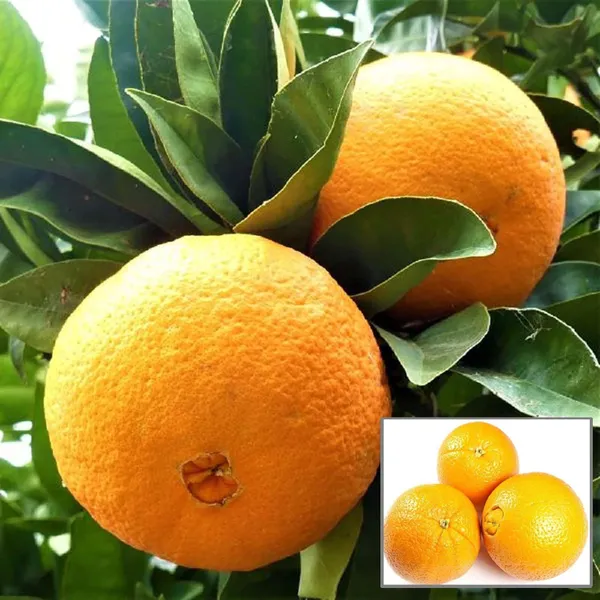 Washington_Navel_Orange_Santra_Grafted_Fruit_Plant