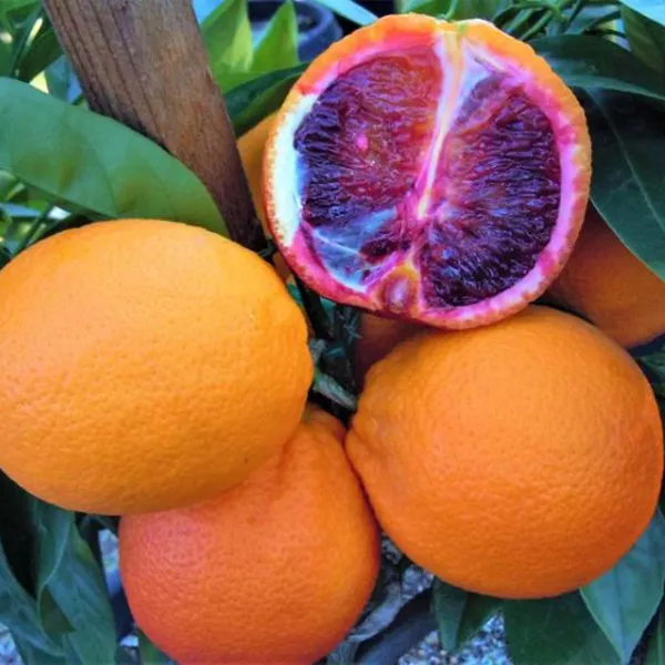 Moro_Blood_Orange_Santra_Grafted_Fruit_Plant