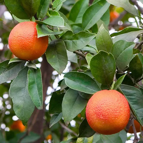 Moro_Blood_Orange_Santra_Grafted_Fruit_Plant