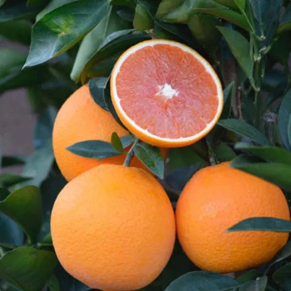 Cara_Cara_Navel_Orange_Santra_Grafted_Fruit_Plant