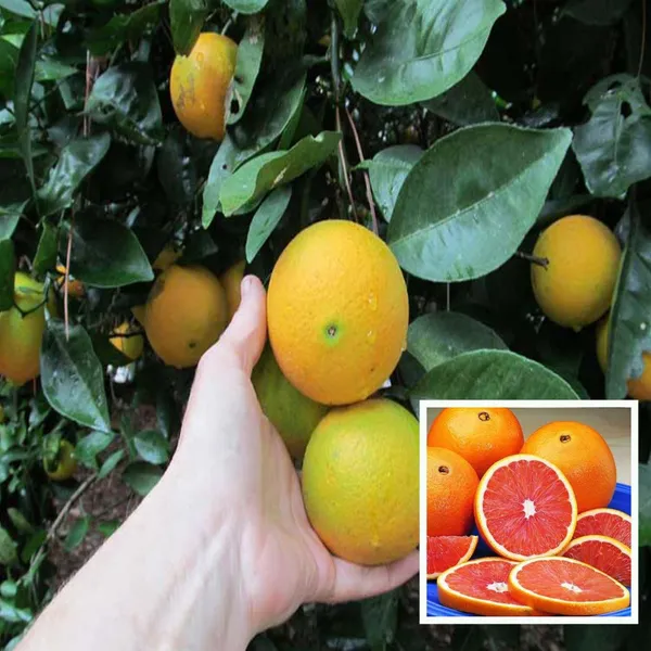 Cara_Cara_Navel_Orange_Santra_Grafted_Fruit_Plant