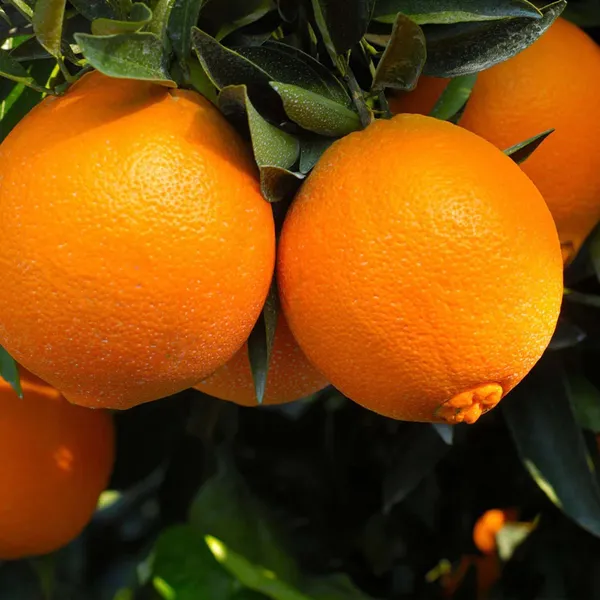 Cara_Cara_Navel_Orange_Santra_Grafted_Fruit_Plant