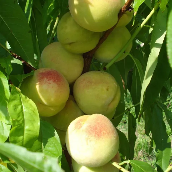 Prabhat_Peach_Grafted_Fruit_Plant