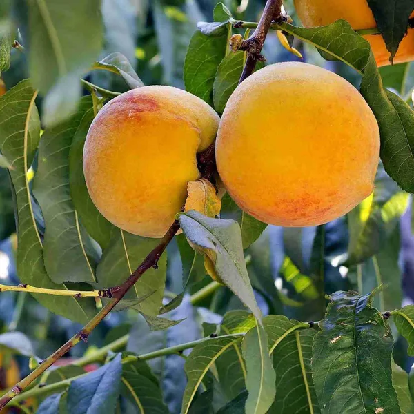 Prabhat_Peach_Grafted_Fruit_Plant