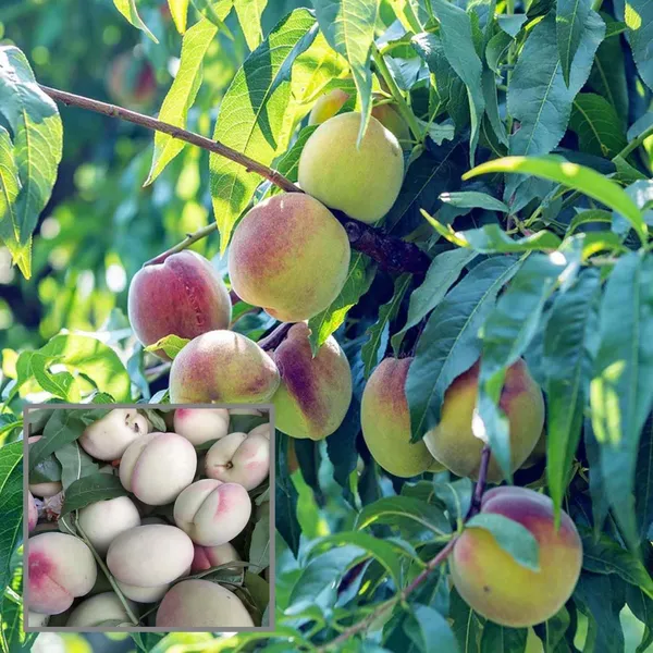 Prabhat_Peach_Grafted_Fruit_Plant