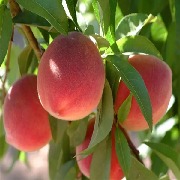 Floridaprince_Peach_Grafted_Fruit_Plant