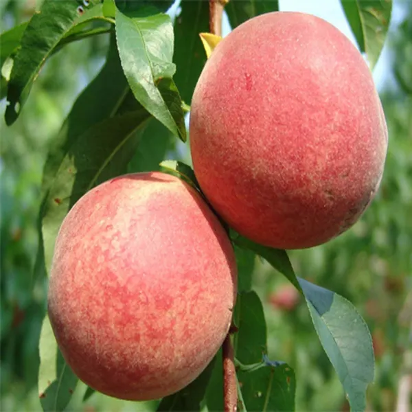 Floridaprince_Peach_Grafted_Fruit_Plant