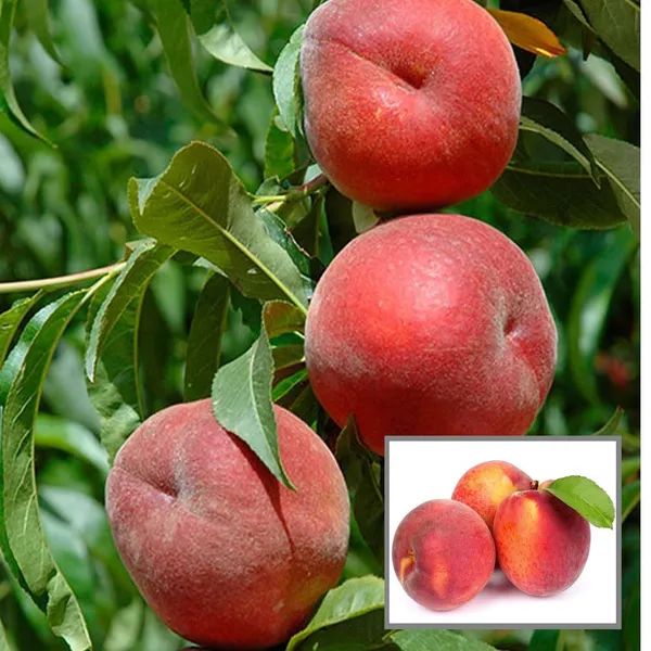 Floridaprince_Peach_Grafted_Fruit_Plant