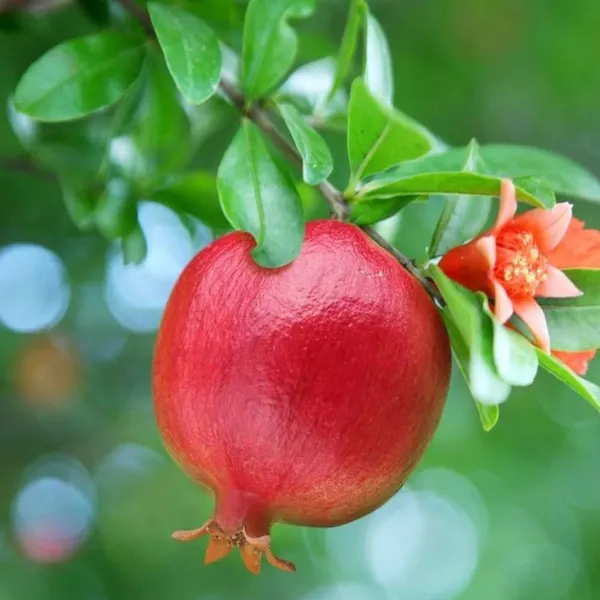Ruby_Hybrid_Pomegranate_Anar_Layering_Grafted_Fruit_Plant