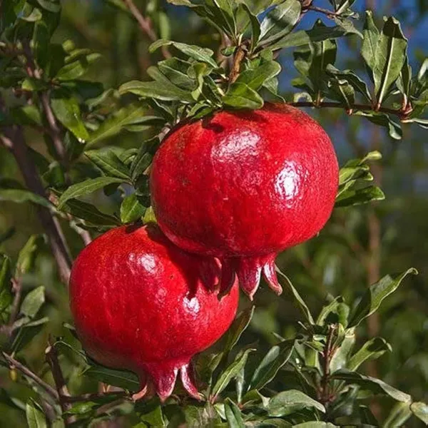 Ruby_Hybrid_Pomegranate_Anar_Layering_Grafted_Fruit_Plant