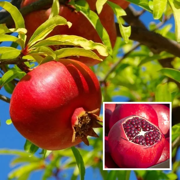 Ruby_Hybrid_Pomegranate_Anar_Layering_Grafted_Fruit_Plant