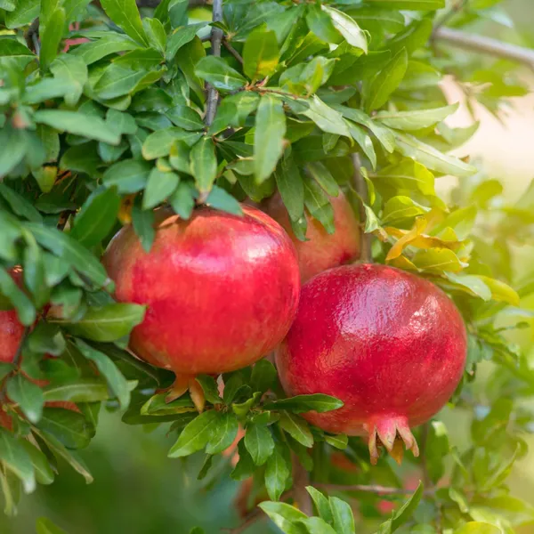 Granada_Pomegranate_Anar_Layering_Grafted_Fruit_Plant
