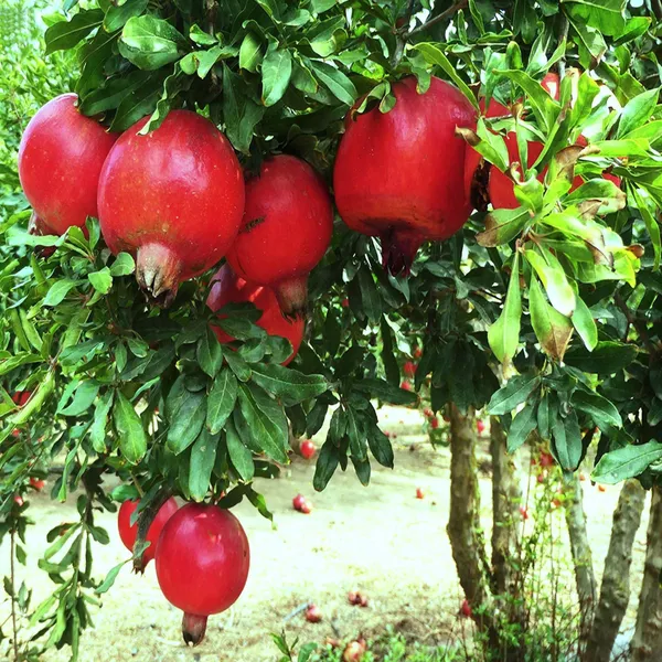 Granada_Pomegranate_Anar_Layering_Grafted_Fruit_Plant