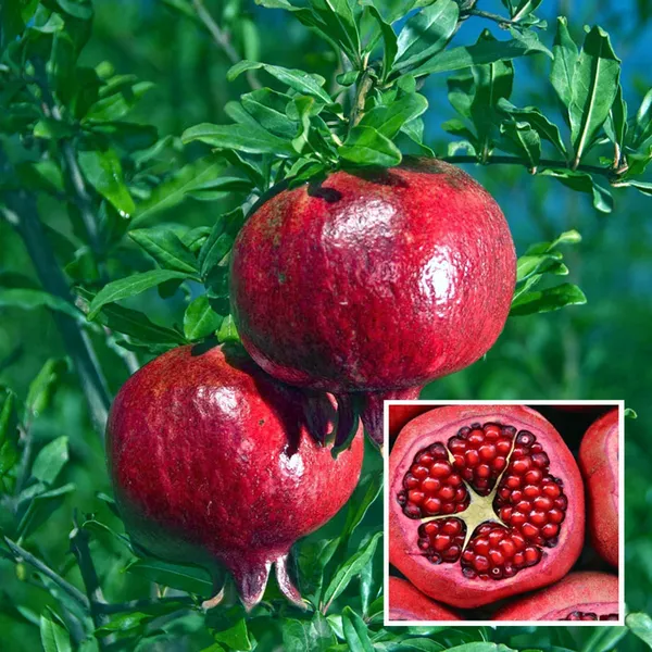 Granada_Pomegranate_Anar_Layering_Grafted_Fruit_Plant