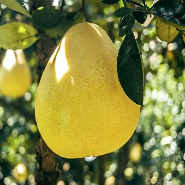 Assembly_Pomelo_Grapefruit_Jambura_Giant_Chakotra_Batabi_Lebu_Kambili_Naranga_Layering_Grafted_Fruit_Plant