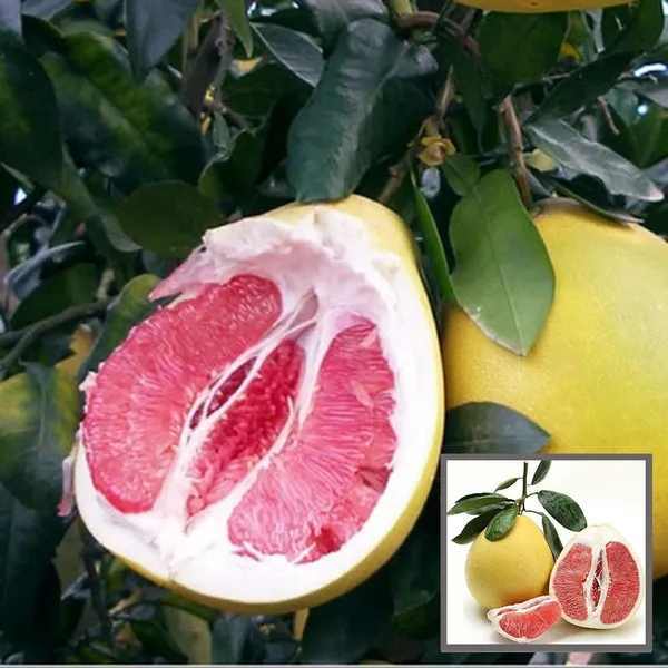 Assembly_Pomelo_Grapefruit_Jambura_Giant_Chakotra_Batabi_Lebu_Kambili_Naranga_Layering_Grafted_Fruit_Plant