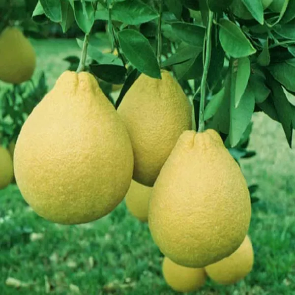 Assembly_Pomelo_Grapefruit_Jambura_Giant_Chakotra_Batabi_Lebu_Kambili_Naranga_Layering_Grafted_Fruit_Plant