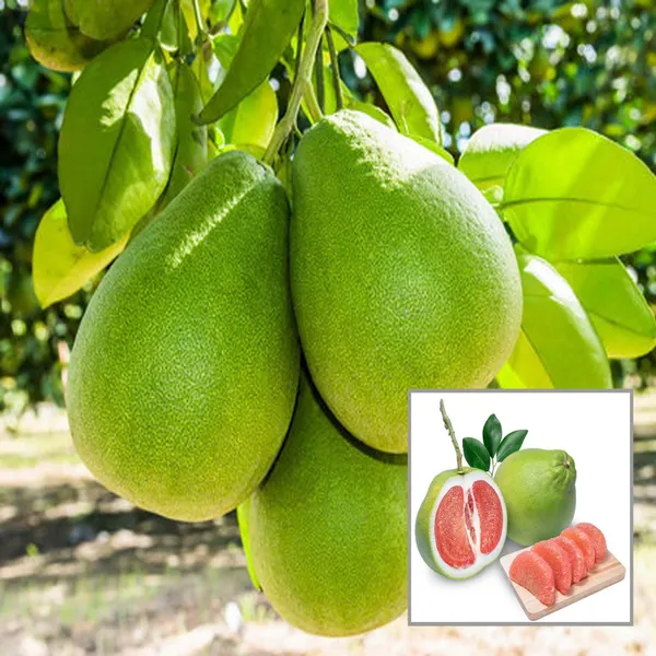 Seedless_Pomelo_Grapefruit_Jambura_Giant_Chakotra_Batabi_Lebu_Kambili_Naranga_Layering_Grafted_Fruit_Plant