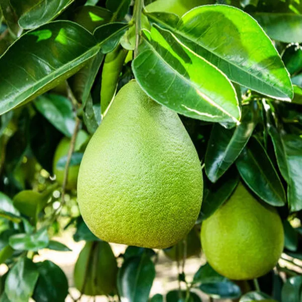 Seedless_Pomelo_Grapefruit_Jambura_Giant_Chakotra_Batabi_Lebu_Kambili_Naranga_Layering_Grafted_Fruit_Plant