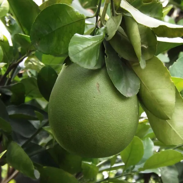 Seedless_Pomelo_Grapefruit_Jambura_Giant_Chakotra_Batabi_Lebu_Kambili_Naranga_Layering_Grafted_Fruit_Plant