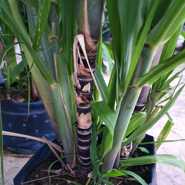 Soft_Filipino_Black_Sugarcane_Ganna_Plant