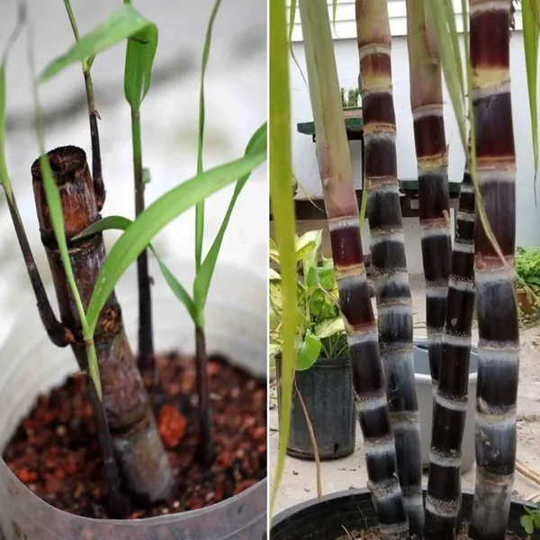 Soft_Filipino_Black_Sugarcane_Ganna_Plant