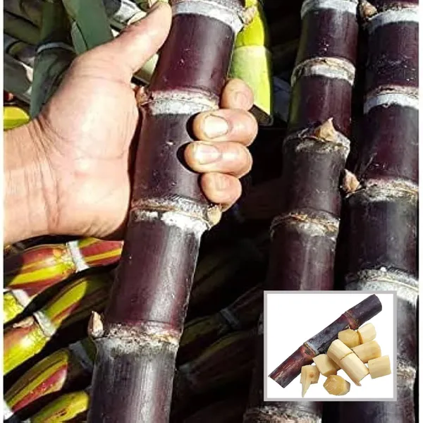 Soft_Filipino_Black_Sugarcane_Ganna_Plant