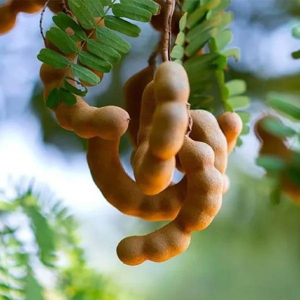 Red_Sweet_Tamarind_Imli_Grafted_Fruit_Plant