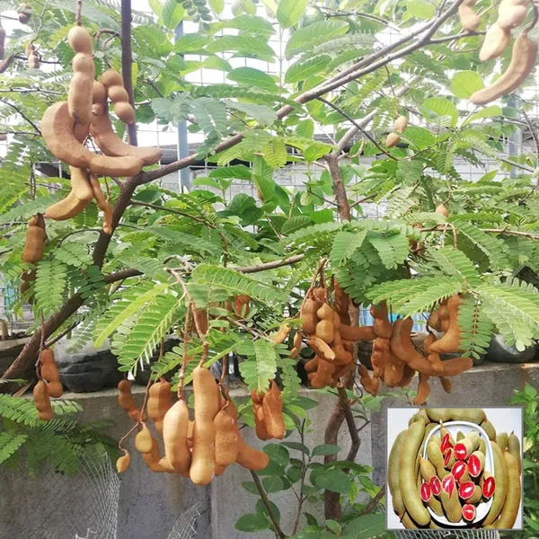 Red_Sweet_Tamarind_Imli_Grafted_Fruit_Plant