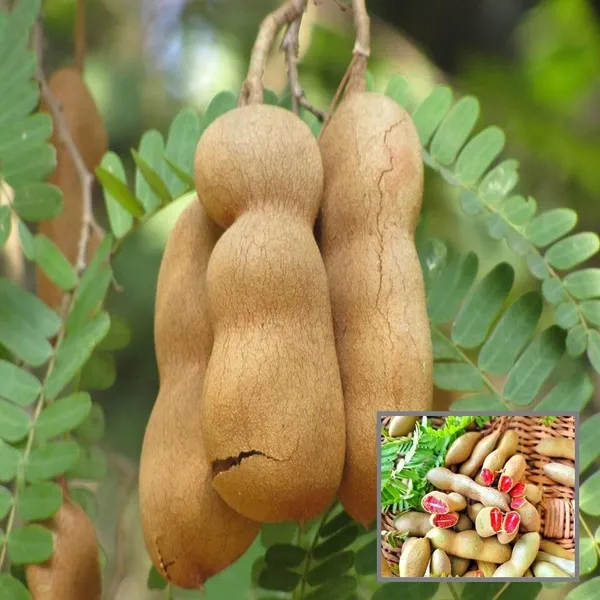 Red_Sweet_Tamarind_Imli_Grafted_Fruit_Plant