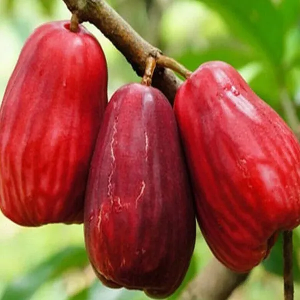 Jambu_King_Kong_Wax_Apple_Water_Apple_Java_Apple_Jamrul_Chamba_Layering_Grafted_Fruit_Plant