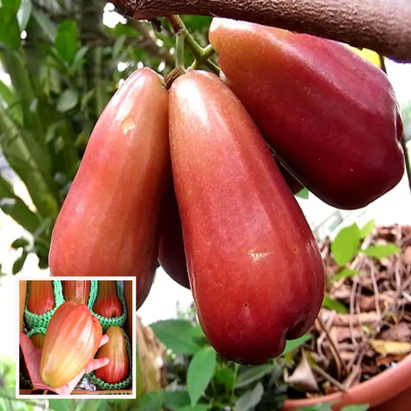 Jambu_King_Kong_Wax_Apple_Water_Apple_Java_Apple_Jamrul_Chamba_Layering_Grafted_Fruit_Plant