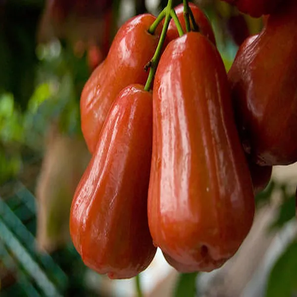Jambu_King_Kong_Wax_Apple_Water_Apple_Java_Apple_Jamrul_Chamba_Layering_Grafted_Fruit_Plant