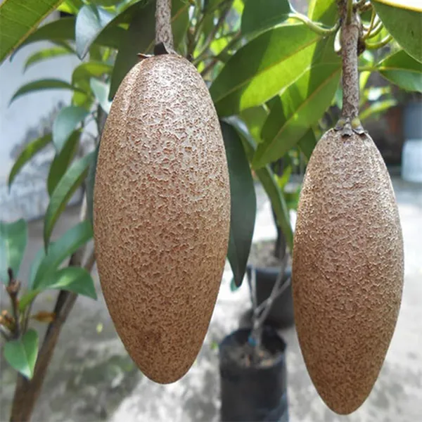 Thai_Banana_Long_Chikoo_Sapota_Grafted_Fruit_Plant
