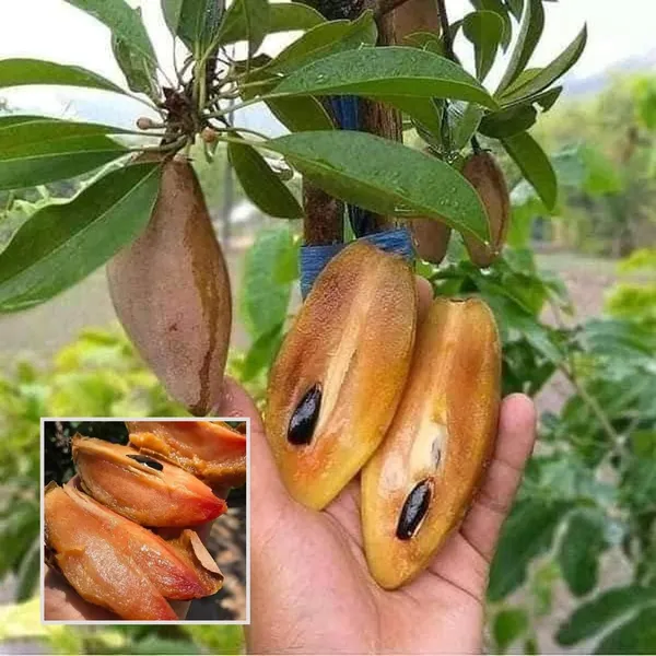 Thai_Banana_Long_Chikoo_Sapota_Grafted_Fruit_Plant